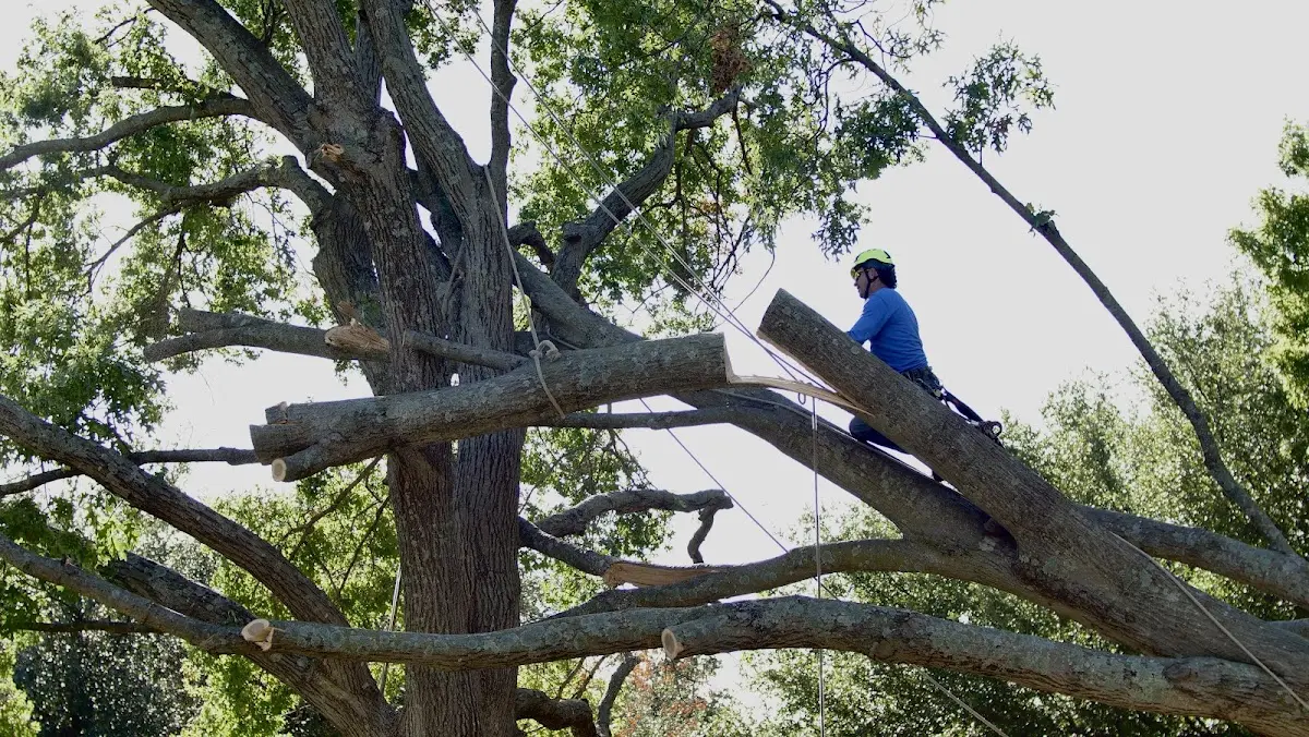 Professional Crown Thinning performed by certified arborists in Harborton